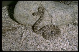 Imagem de Crotalus catalinensis Cliff 1954