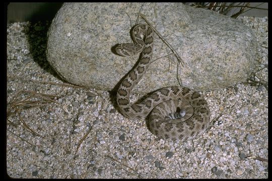 Image of Santa Catalina Island Rattlesnake