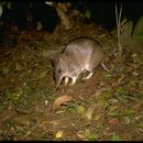 Image of Long-nosed Bandicoot