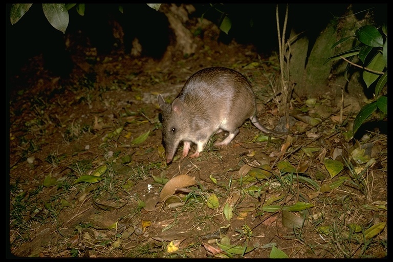 Image of Long-nosed Bandicoot