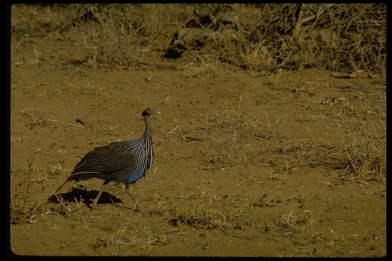 Image of Vulturine Guineafowl