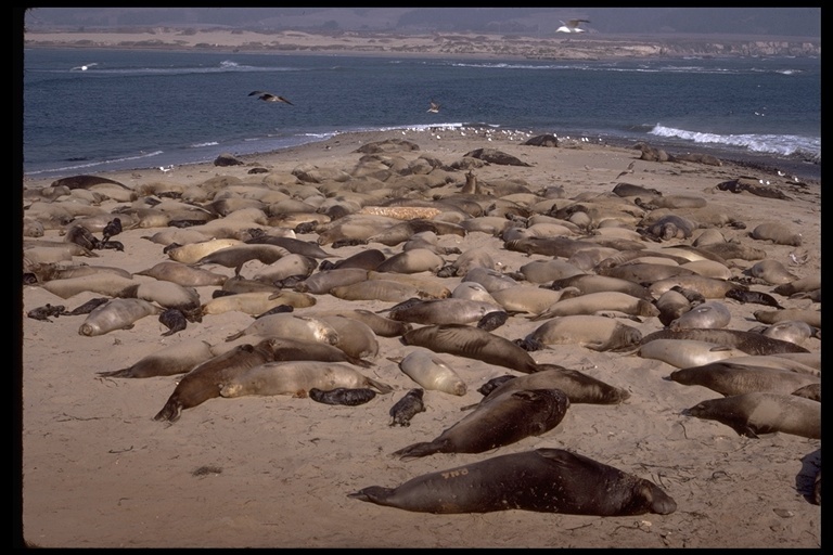 Image of Northern Elephant Seal