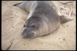 Image de Éléphant de mer du nord