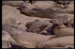 Image of Northern Elephant Seal