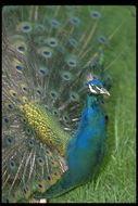 Image of Asiatic peafowl