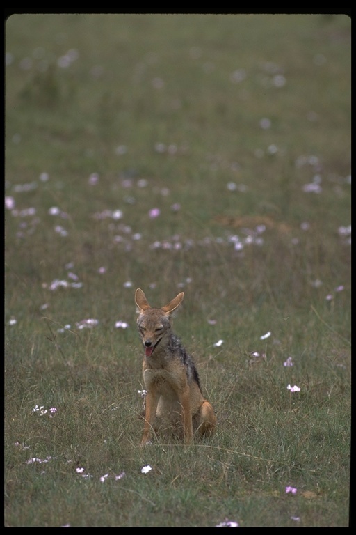 Image de chacal à chabraque