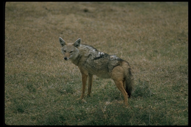 Image de chacal à chabraque