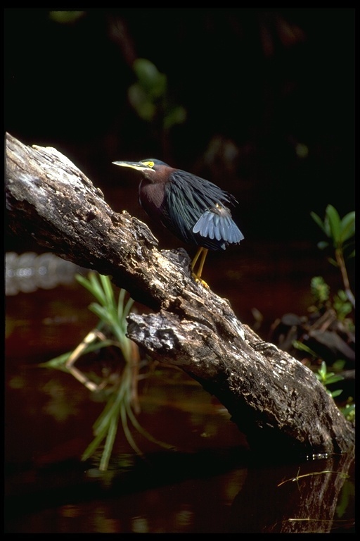 Butorides virescens (Linnaeus 1758) resmi