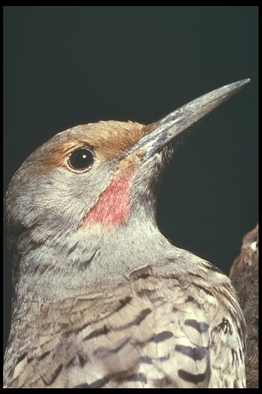 Image of Northern Flicker