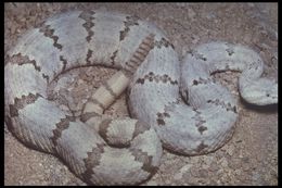 Crotalus lepidus (Kennicott 1861) resmi