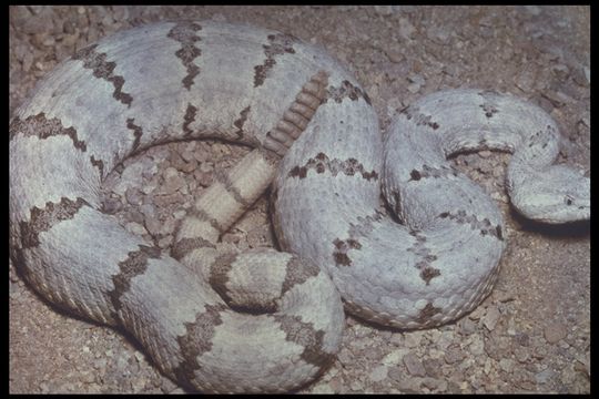 Image of Rock Rattlesnake