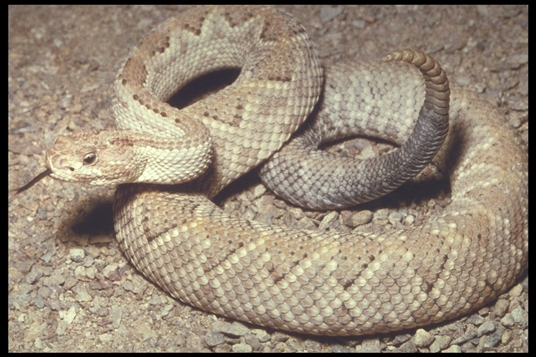 Image of Aruba Island rattlesnake