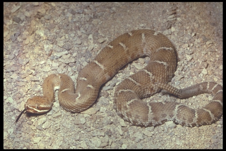 Image of Arizona ridge-nosed rattlesnake