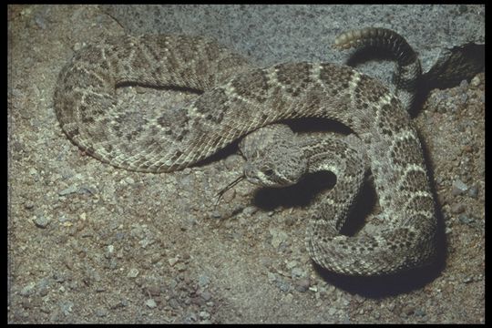 Image of Western Diamond-backed Rattlesnake