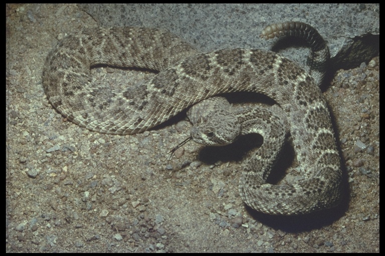 Image de Crotalus atrox Baird & Girard 1853