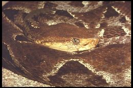 Imagem de Bothrops asper (Garman 1883)