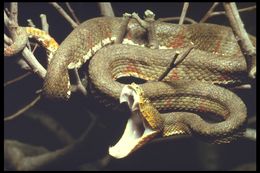 Image of Eyelash Viper