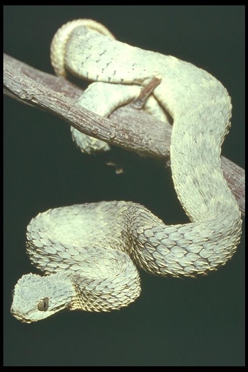 Atheris squamigera, African Bush Viper Atheris squamigera w…