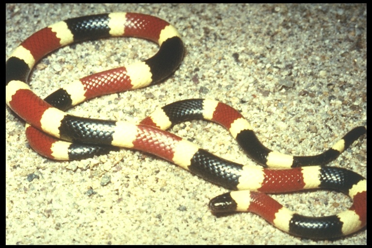Image of Sonoran Coralsnake