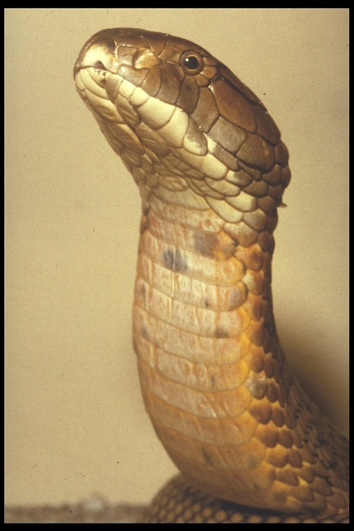 Plancia ëd Ophiophagus hannah (Cantor 1836)
