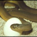 Image de Dasypeltis inornata A. Smith 1849