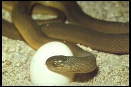 Image of Southern Brown Egg Eater