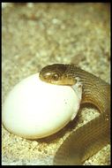 Image of Southern Brown Egg Eater