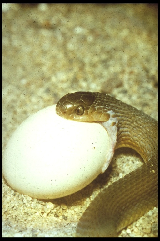 Image of Southern Brown Egg Eater