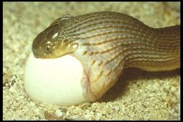 Image of Southern Brown Egg Eater