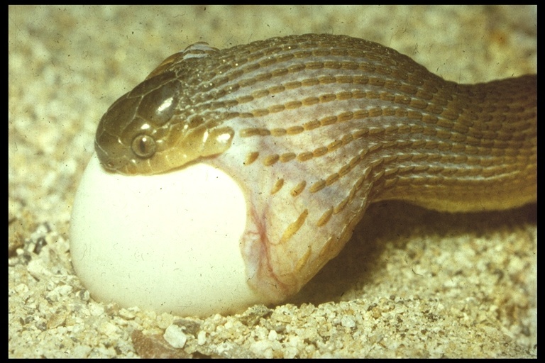 Image of Southern Brown Egg Eater