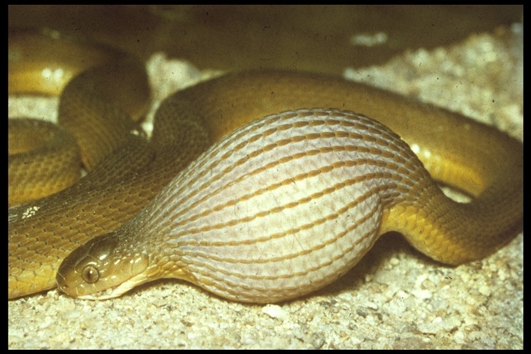 Image of Southern Brown Egg Eater