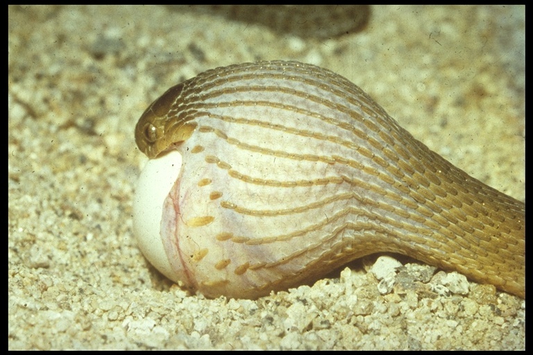 Image of Southern Brown Egg Eater