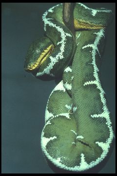 Image of Emerald Tree Boa