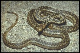 Pituophis catenifer catenifer (Blainville 1835)的圖片