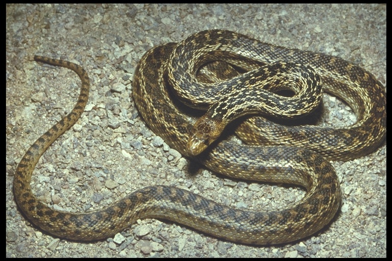 Pituophis catenifer catenifer (Blainville 1835)的圖片