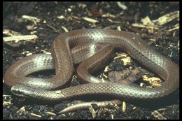 Image of Sharp-tailed Snake