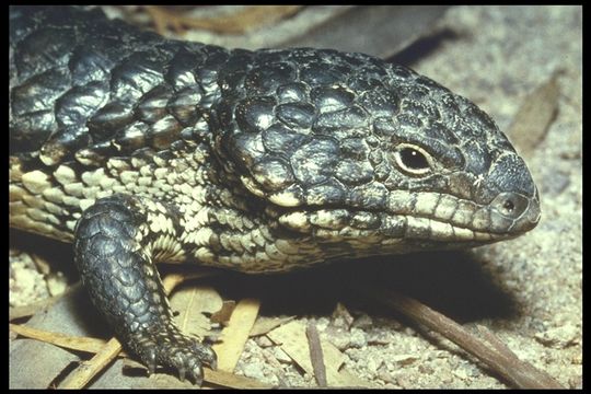 Image of Pinecone lizard