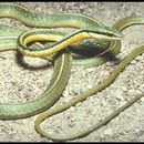 Image of Pacific Coast Parrot Snake