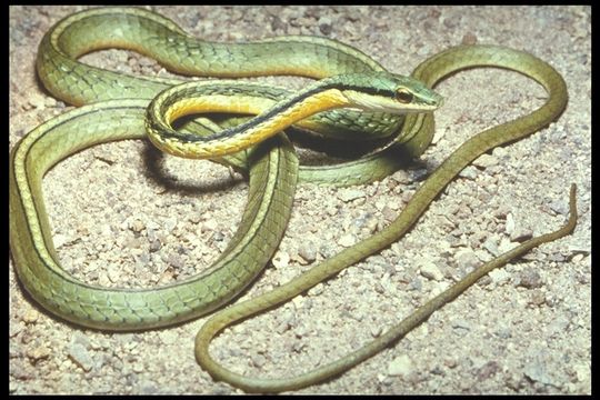 Image of Pacific Coast Parrot Snake