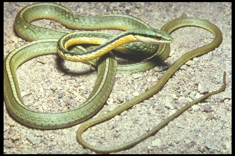 Image de Leptophis diplotropis (Günther 1872)