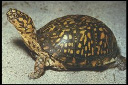 Image of Eastern box turtle