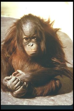 Image of Bornean orangutan