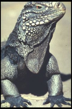 Plancia ëd Cyclura lewisi Grant 1940