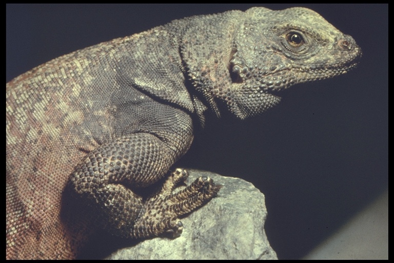 Image of Sauromalus ater tumidus Shaw 1945
