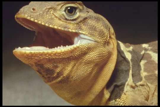 Image of Crotaphytus collaris baileyi Stejneger 1890