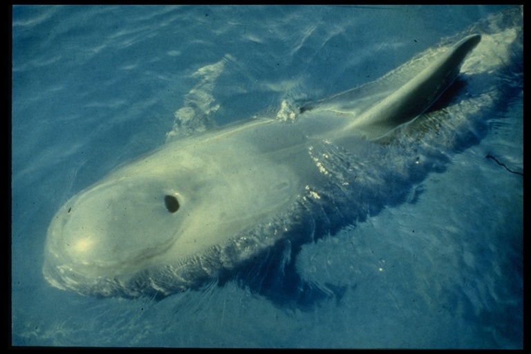 Image of pilot whale