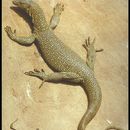 Image of Mangrove Goanna