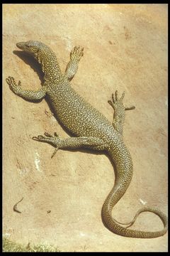 Sivun Varanus indicus (Daudin 1802) kuva