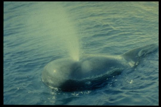 Image of pilot whale