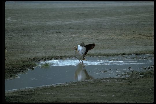 Image of Egyptian Goose